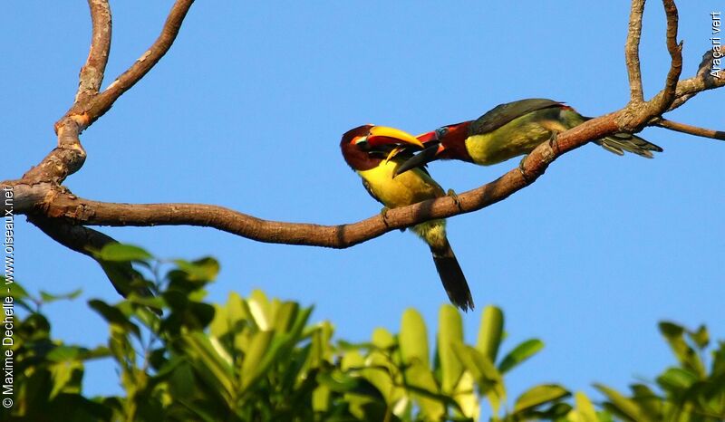 Green Aracari female, Behaviour