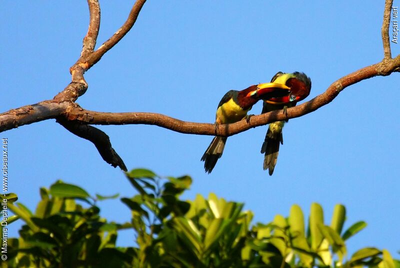 Green Aracari female, Behaviour