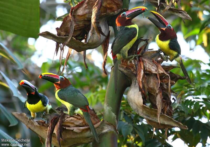 Green Aracariadult, courting display, Behaviour