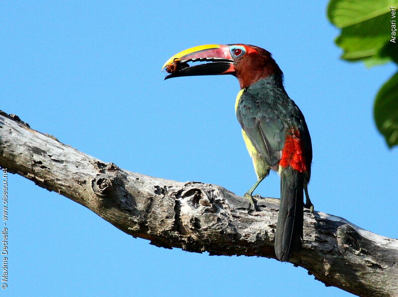 Green Aracari female adult