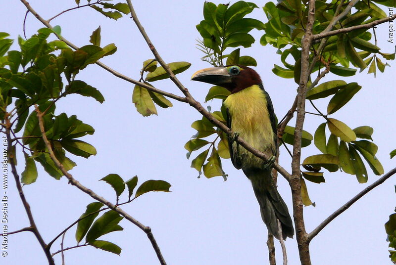 Green Aracari female immature