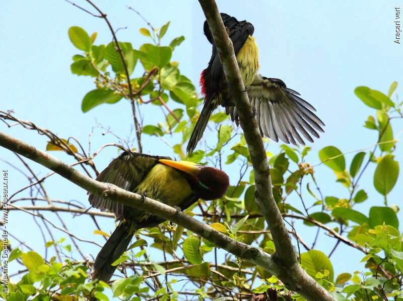 Green Aracari adult, Behaviour