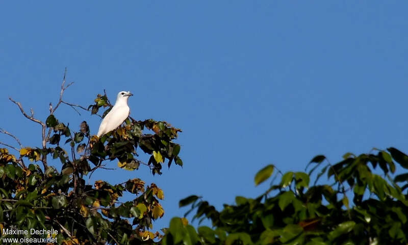 Araponga blanc mâle immature, identification