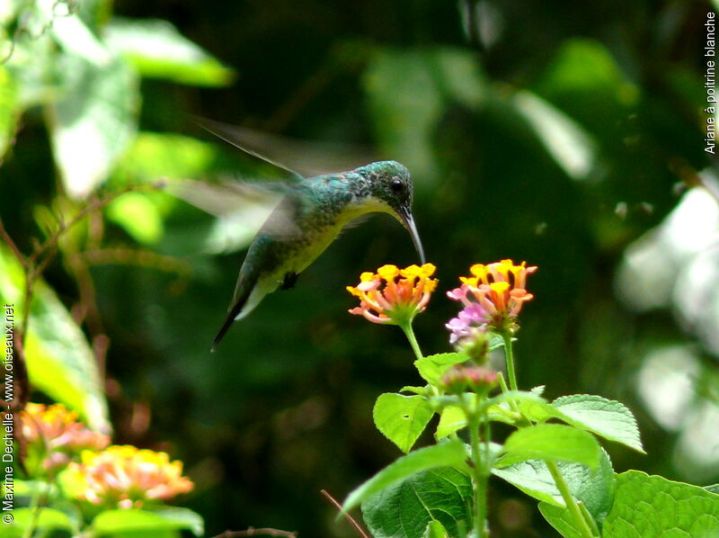 White-chested Emerald