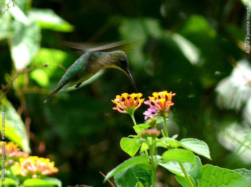 White-chested Emerald