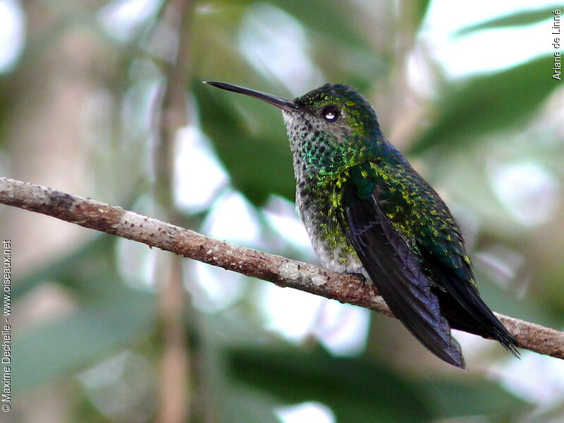 Glittering-throated Emerald