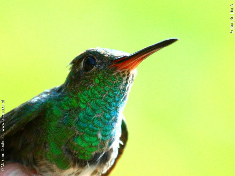 Glittering-throated Emerald