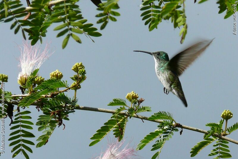 Plain-bellied Emerald, Flight