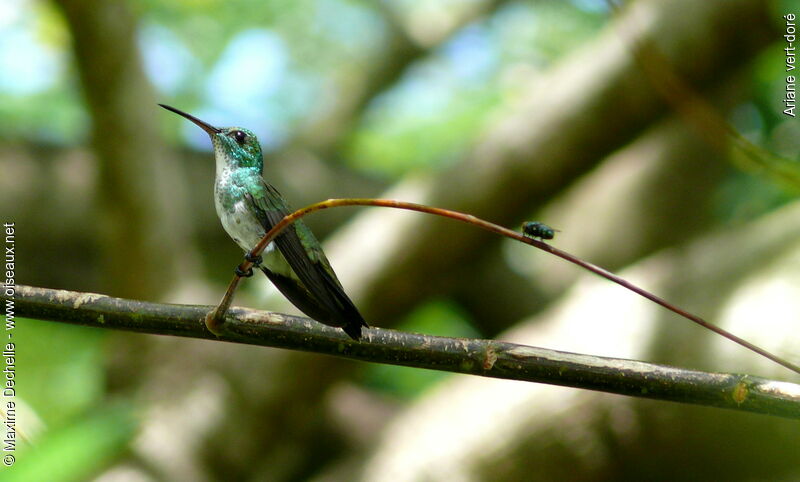 Plain-bellied Emerald