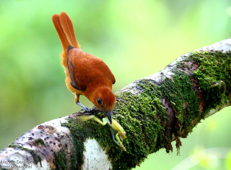 Cinnamon Attilaadult, feeding habits, Behaviour