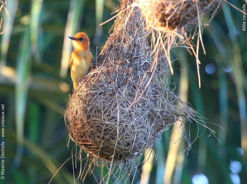 Cinnamon Attila, identification, Reproduction-nesting, Behaviour