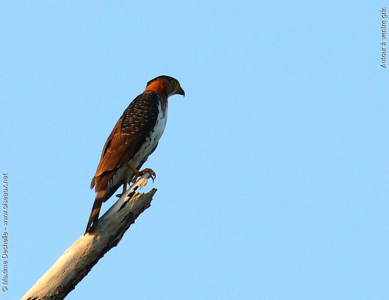 Grey-bellied Hawkjuvenile