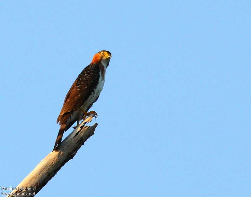 Grey-bellied Hawkimmature, identification