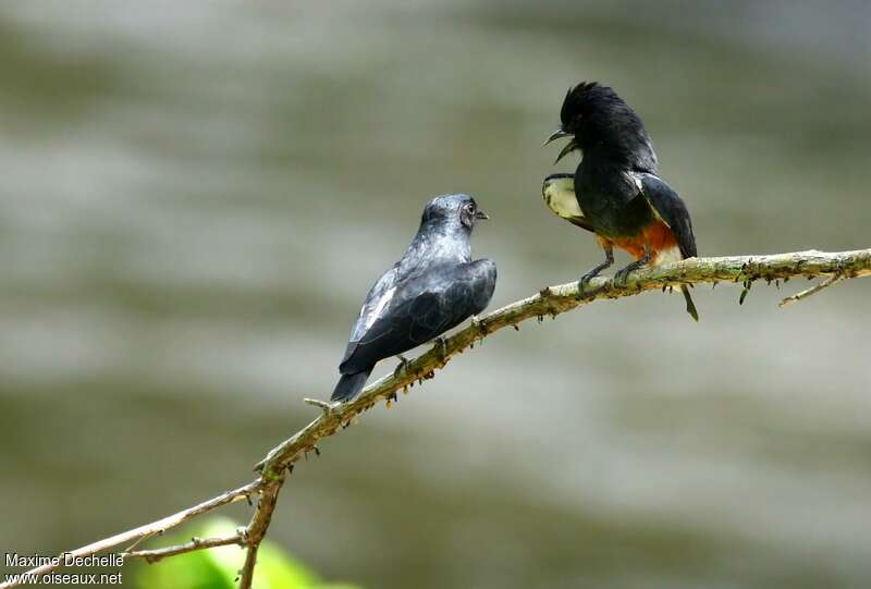 Swallow-winged Puffbirdadult, pigmentation, Behaviour