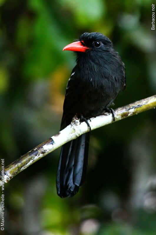 Barbacou noiradulte, identification