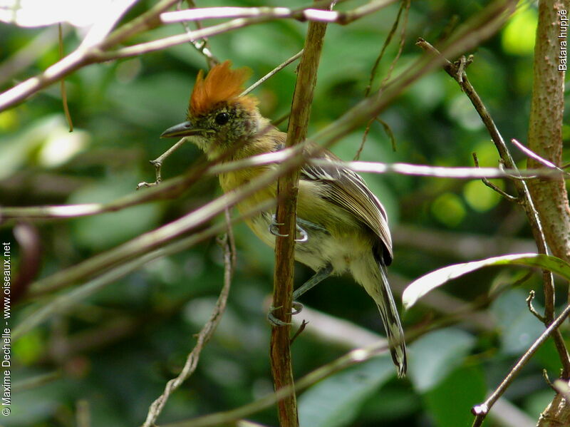 Black-crested Antshrike female adult