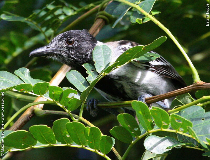 Black-crested Antshrike male adult