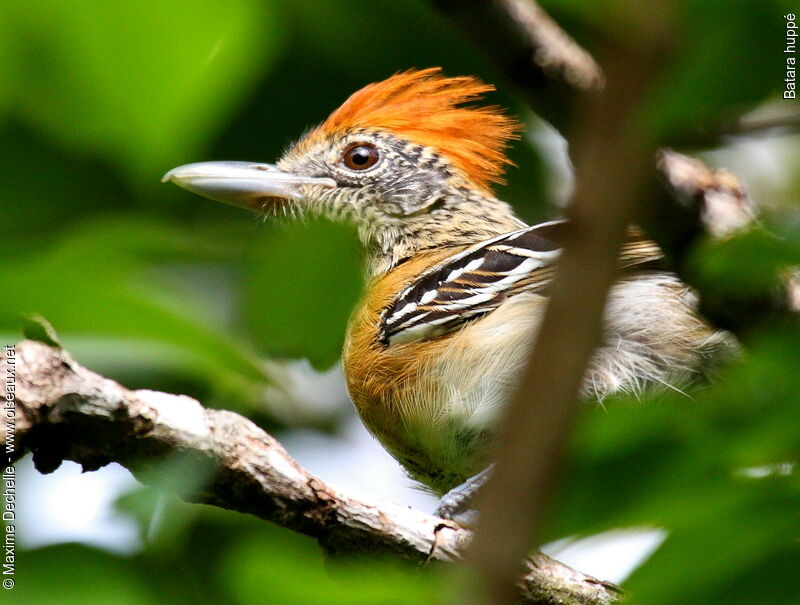 Black-crested Antshrike female adult, identification