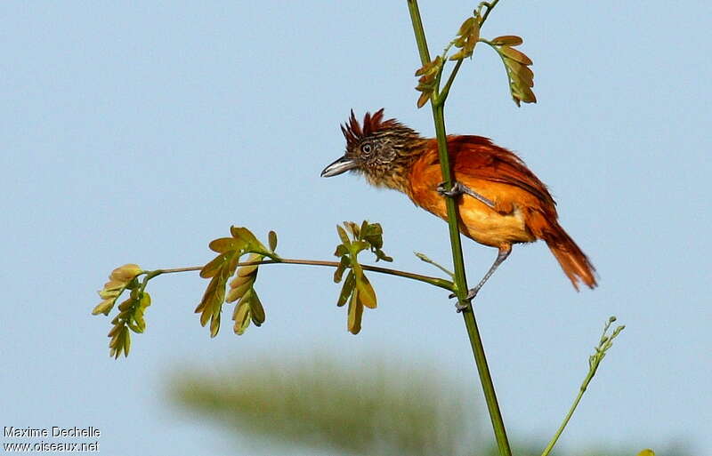 Barred Antshrike female adult, pigmentation, Behaviour