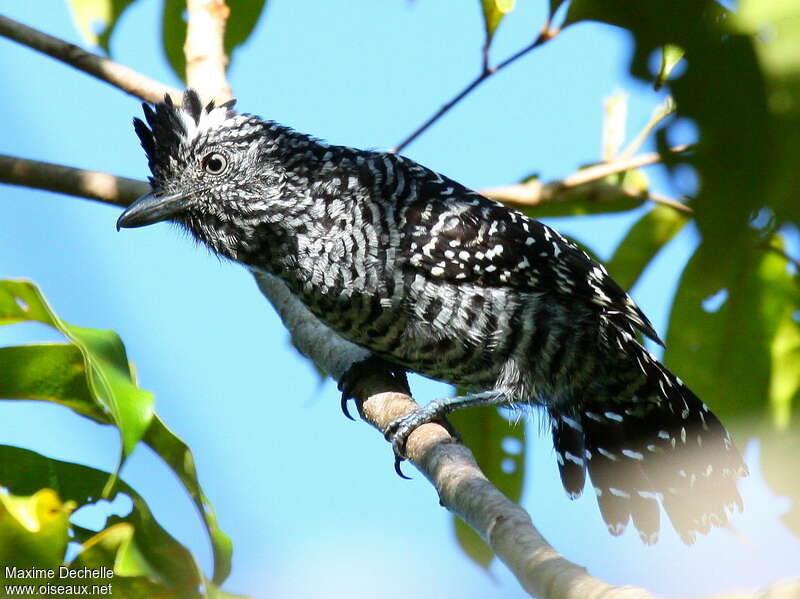 Barred Antshrike male adult, close-up portrait