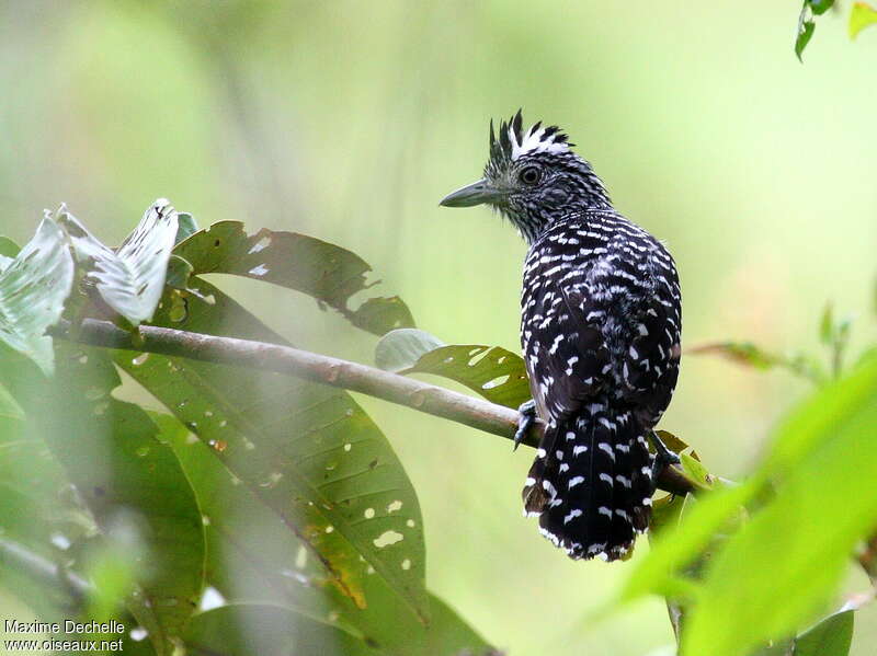 Batara rayé mâle adulte, identification