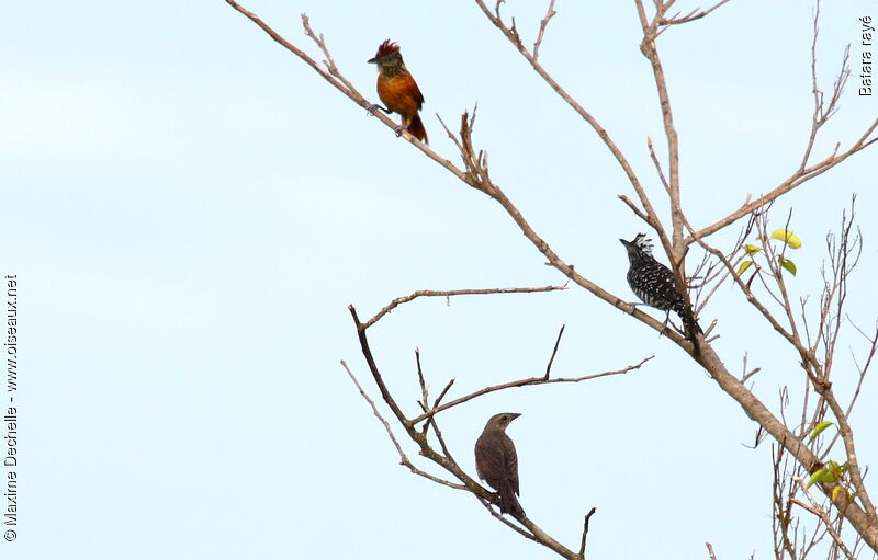 Barred Antshrike adult, song