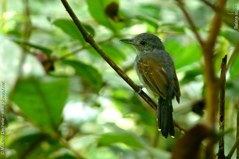 Mouse-colored Antshrike