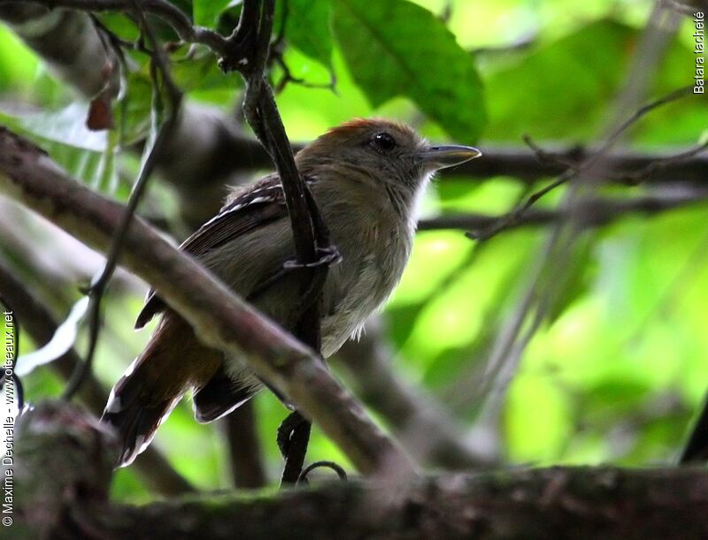 Northern Slaty Antshrike female adult