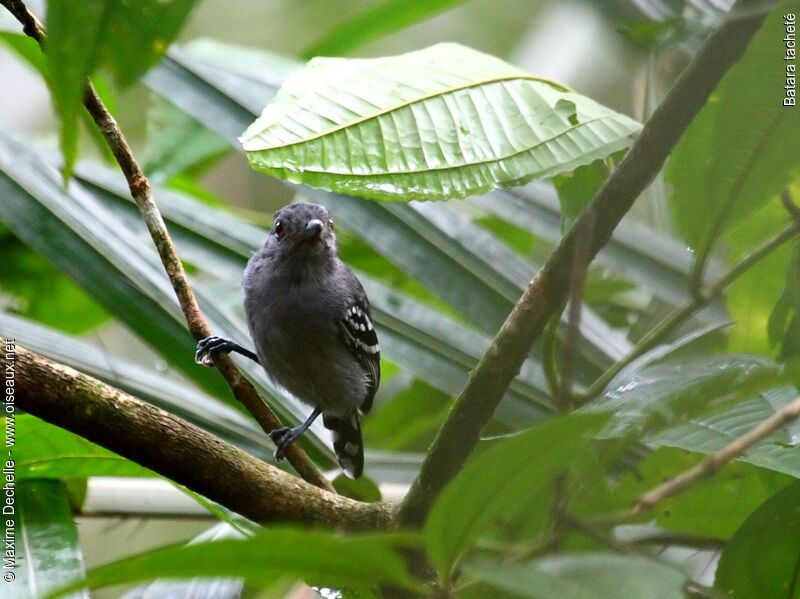 Northern Slaty Antshrike male