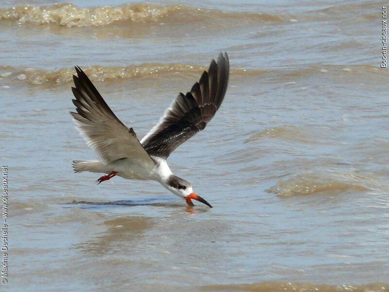 Black Skimmer