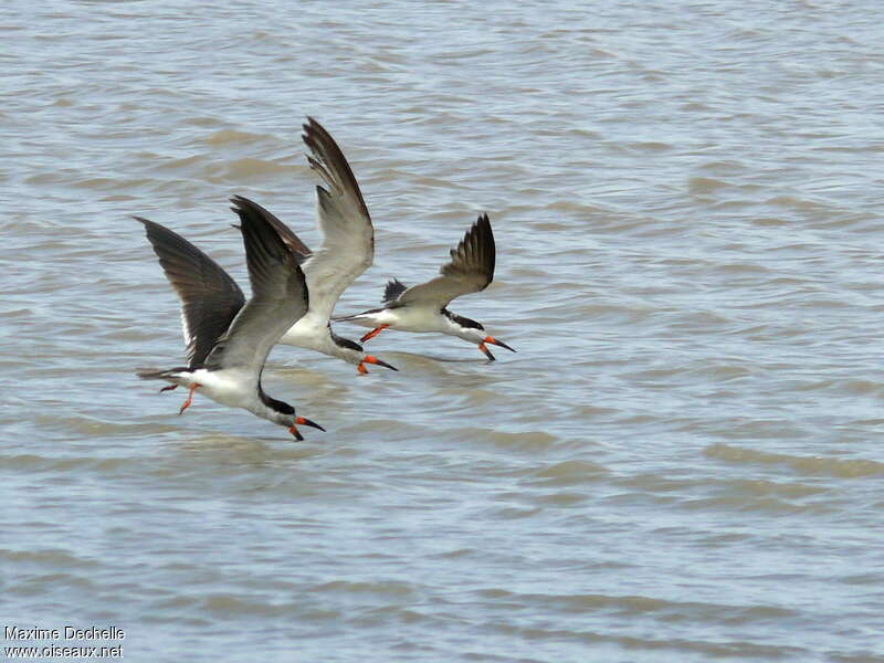 Black Skimmer, fishing/hunting, Behaviour