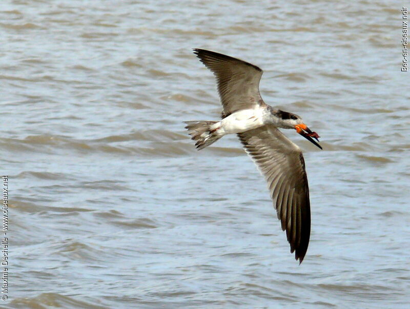 Black Skimmer