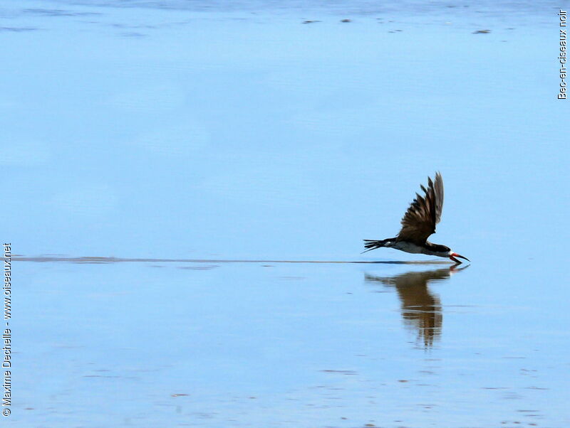 Black Skimmer