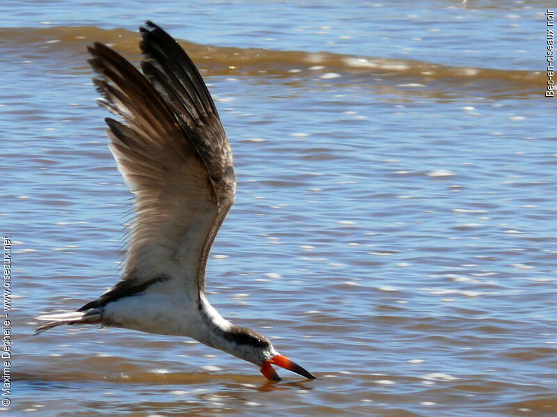 Black Skimmer