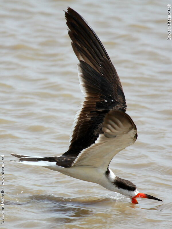 Black Skimmer, Flight, feeding habits, Behaviour