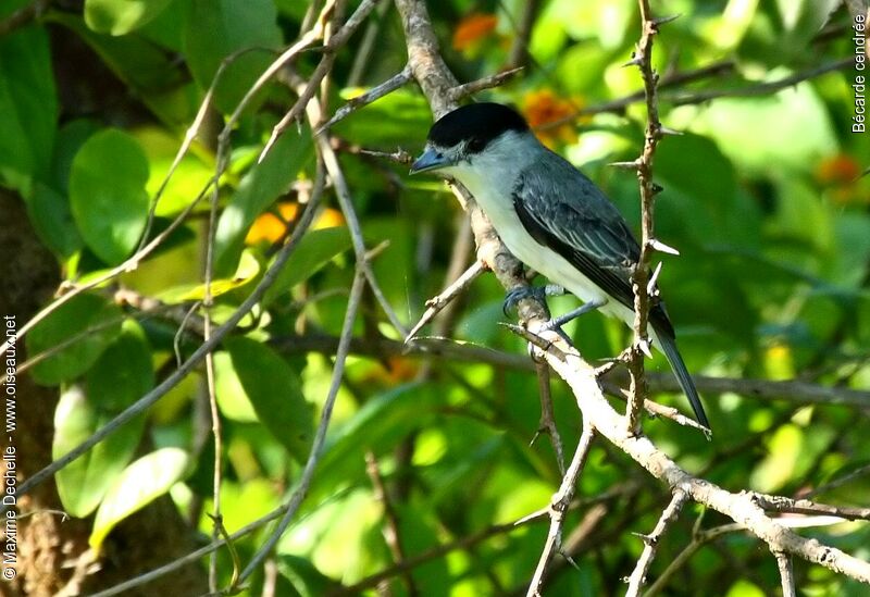 Cinereous Becard male adult