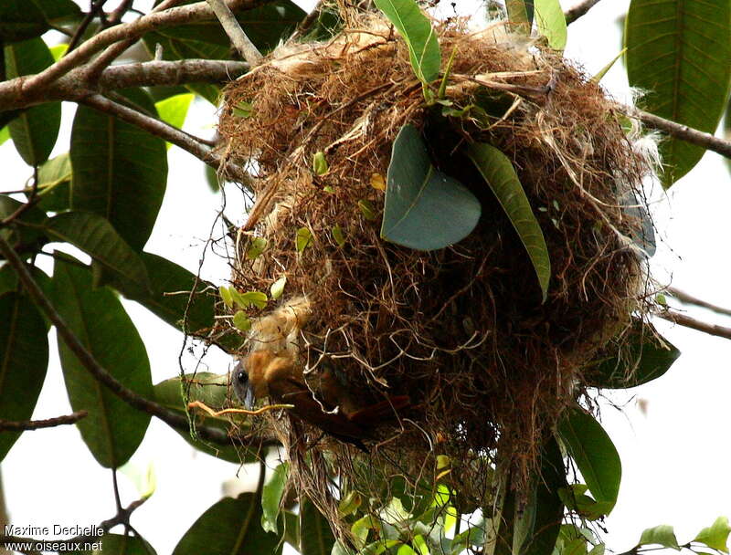 Pink-throated Becard female adult, Reproduction-nesting