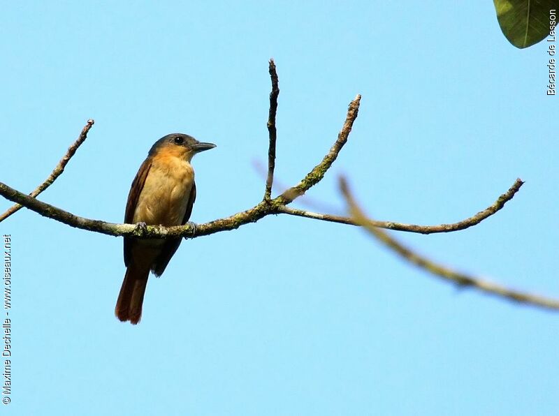 Pink-throated Becard female adult, identification