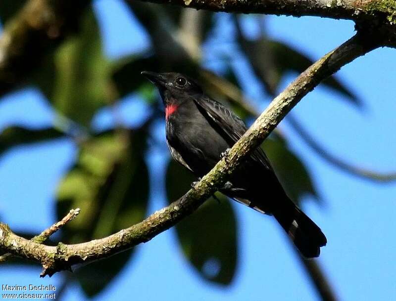 Pink-throated Becard male adult, identification