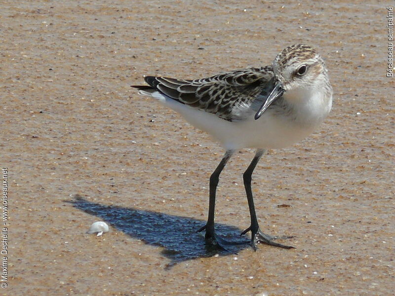 Semipalmated Sandpiper