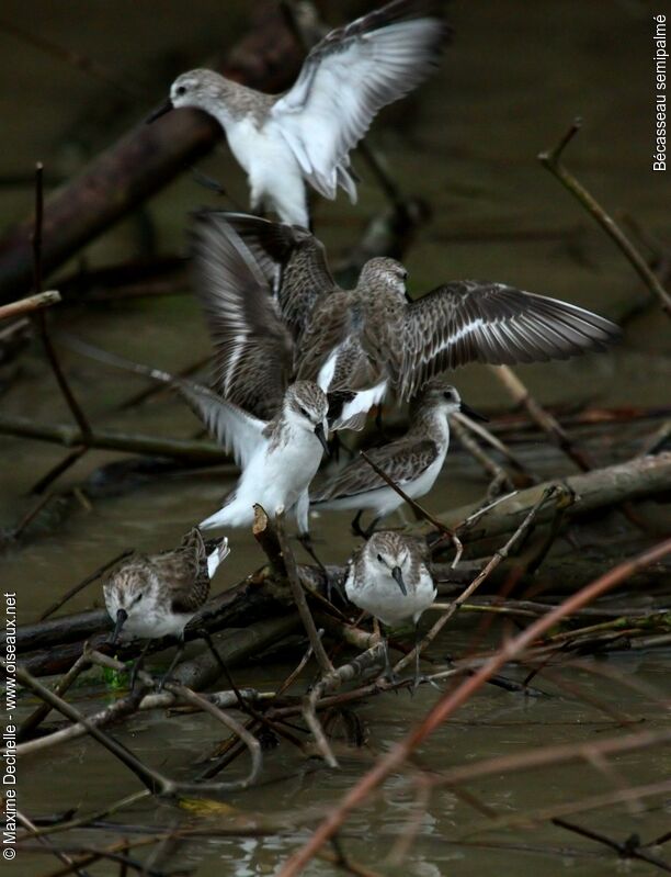 Semipalmated Sandpiper, identification