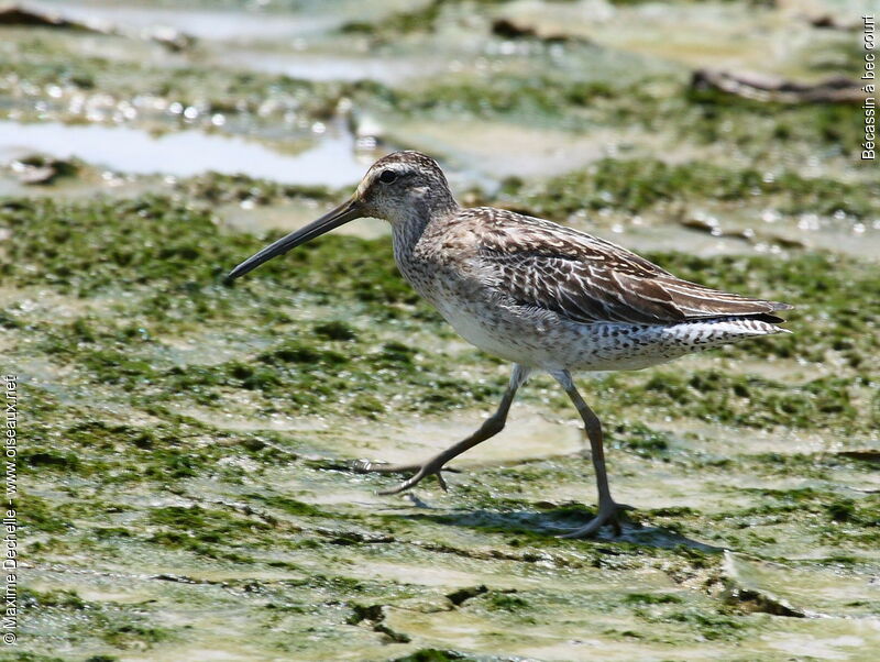 Short-billed Dowitcher