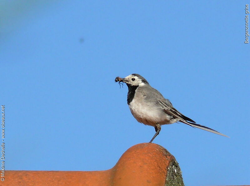 White Wagtail