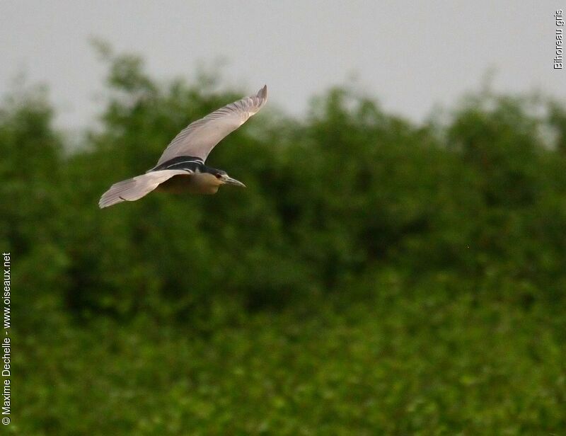 Black-crowned Night Heron, Flight