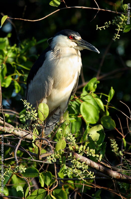 Black-crowned Night Heron, identification