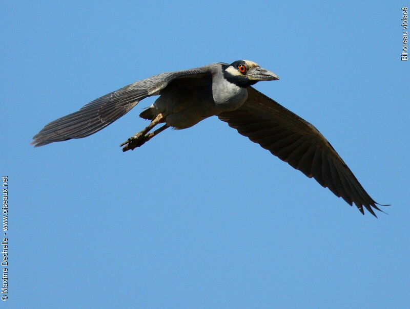 Yellow-crowned Night Heron, Flight