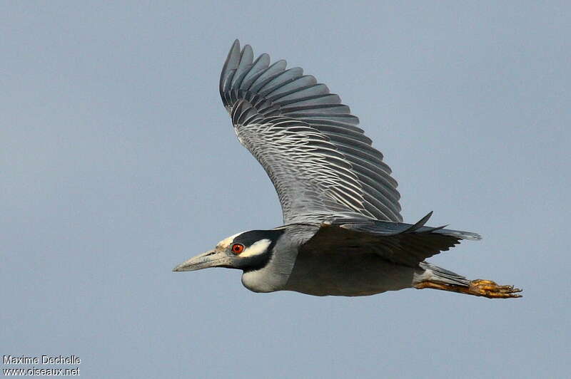 Yellow-crowned Night Heronadult, Flight