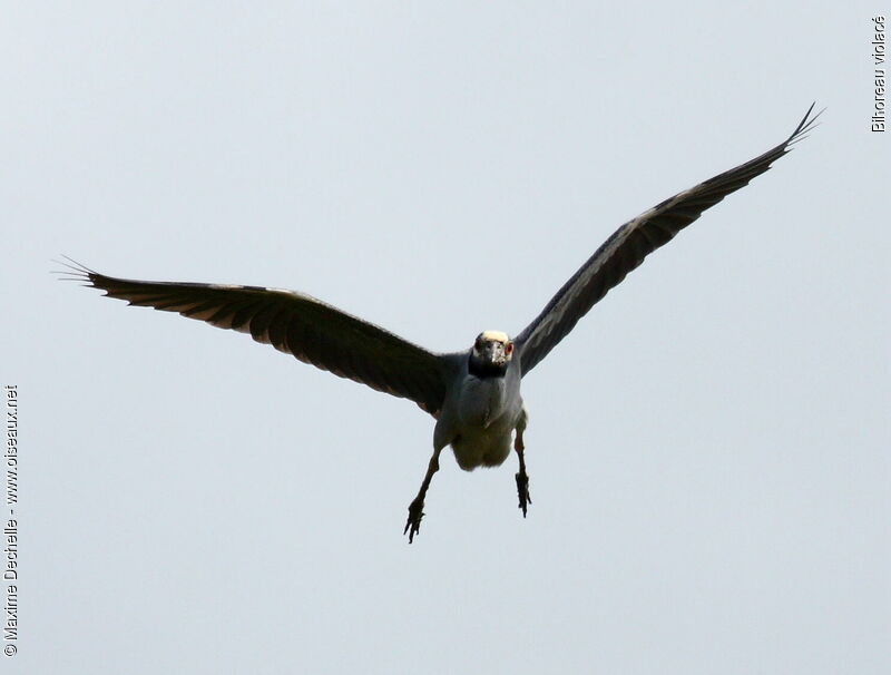 Yellow-crowned Night Heron, Flight