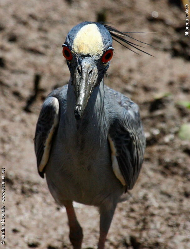 Yellow-crowned Night Heron, identification