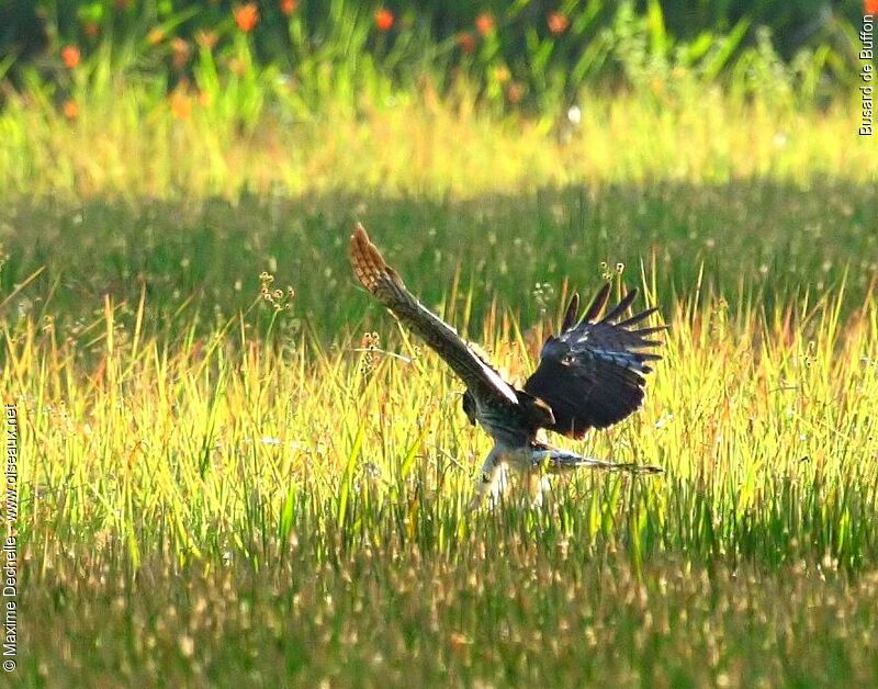 Long-winged Harrier